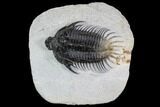 Spiny Comura Trilobite - Ofaten, Morocco #94757-3